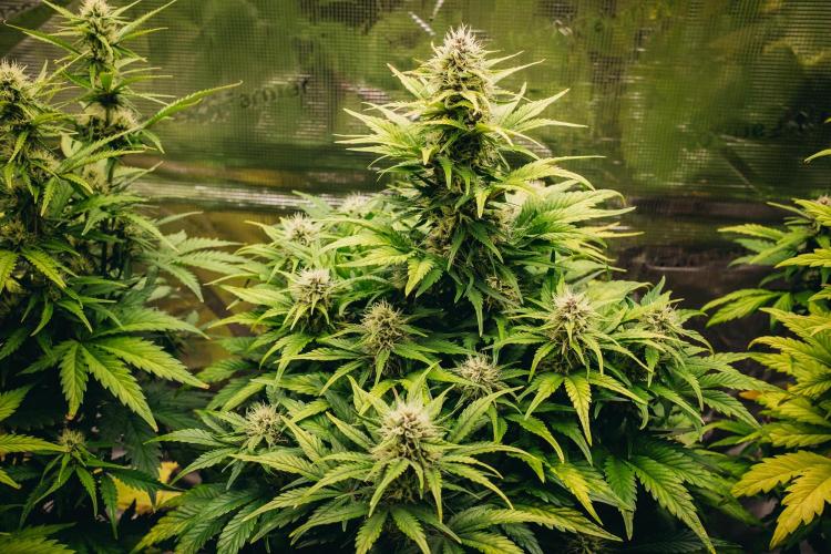 Spring 42 auto. Week 7