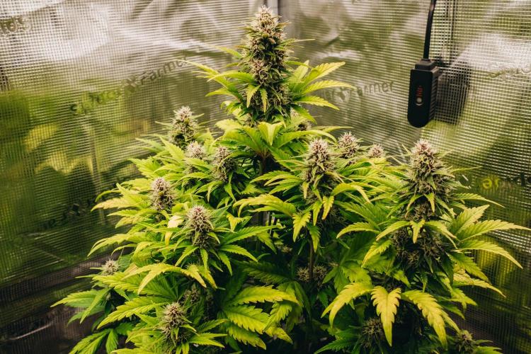 Spring 42 auto. Week 7