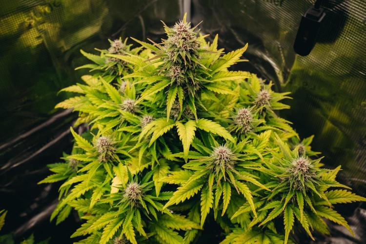 Spring 42 auto. Week 7