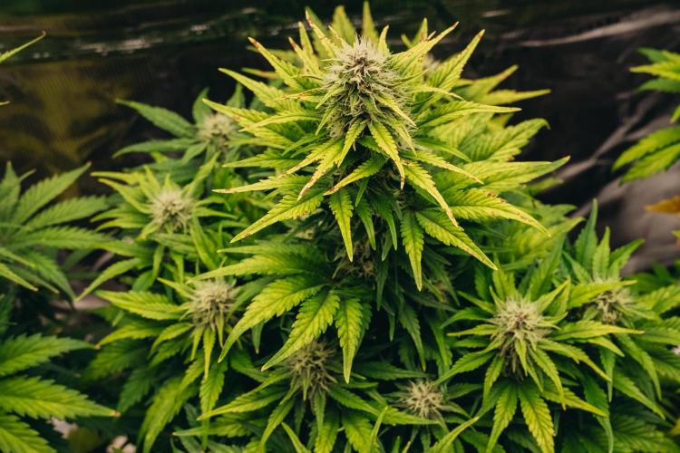 Spring 42 auto. Week 7