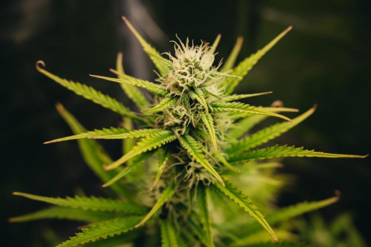 Spring 42 auto. Week 7