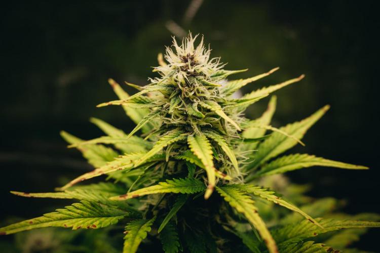 Spring 42 auto. Week 7