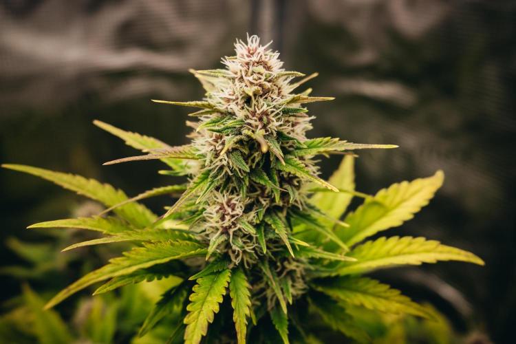 Spring 42 auto. Week 7