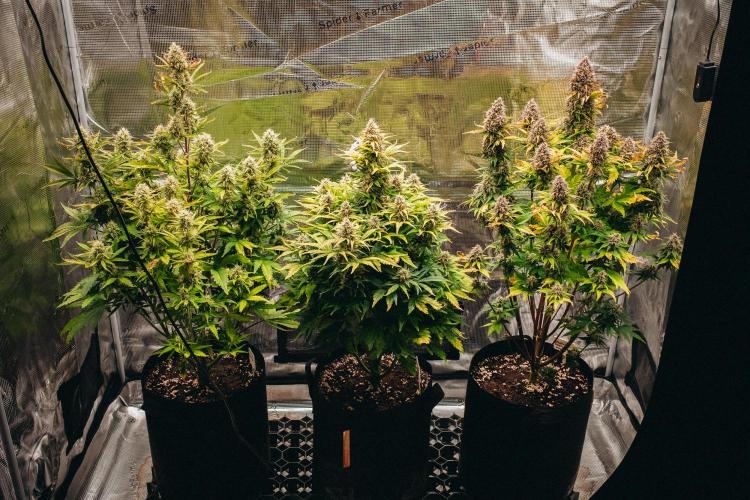 Spring 42 auto. Week 8 - Z-Up, Papaya Cookies, Banana Purple Punch