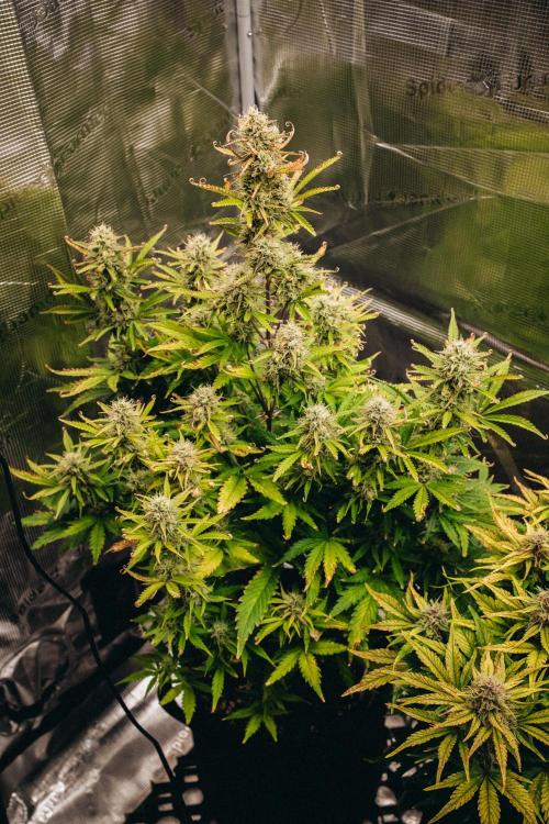 Spring 42 auto. Week 8 - Z-Up