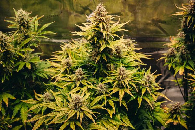 Spring 42 auto. Week 8 - Papaya Cookies