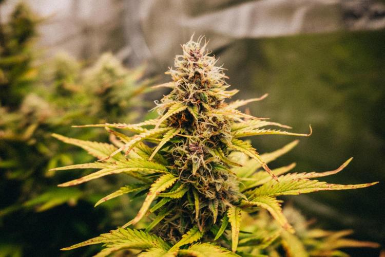 Spring 42 auto. Week 8