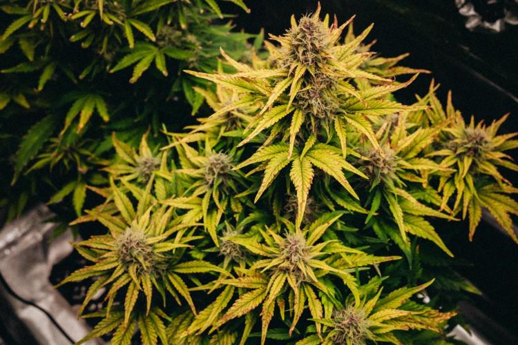 Spring 42 auto. Week 8