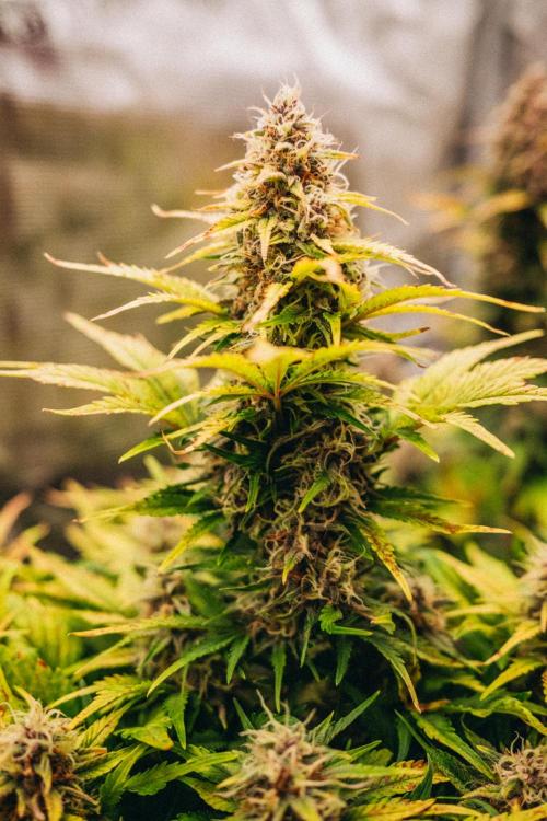 Spring 42 auto. Week 8