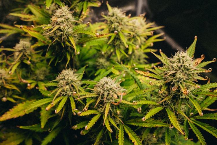 Spring 42 auto. Week 8