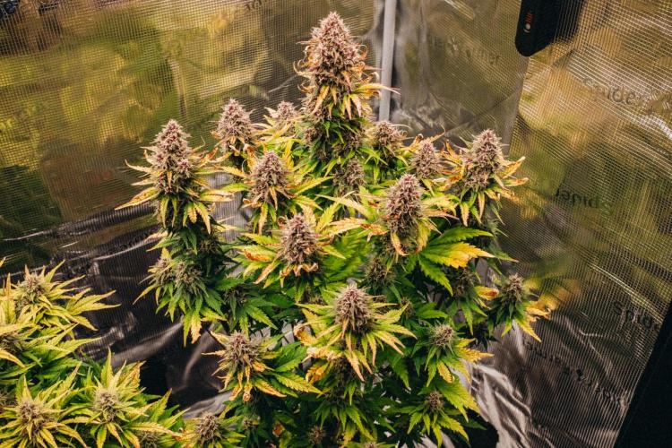 Spring 42 auto. Week 8 - Banana Purple Punch 