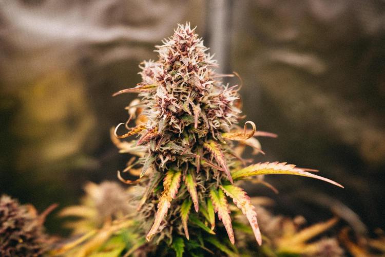 Spring 42 auto. Week 8