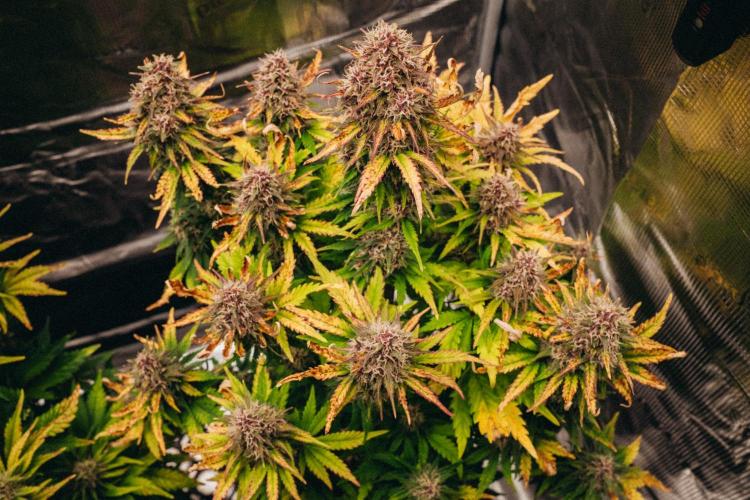 Spring 42 auto. Week 8