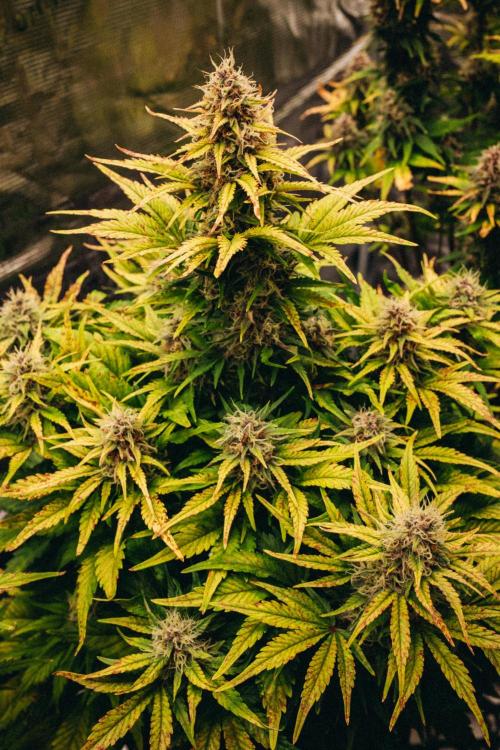 Spring 42 auto. Week 8