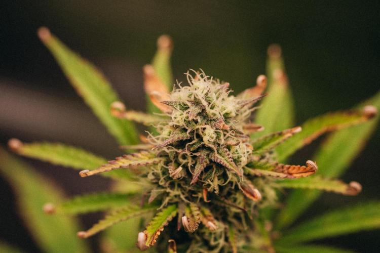 Spring 42 auto. Week 9