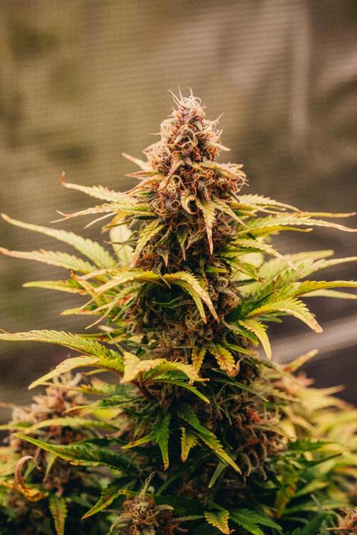 Spring 42 auto. Week 9