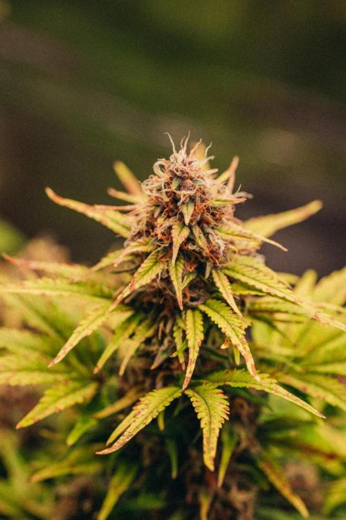 Spring 42 auto. Week 9