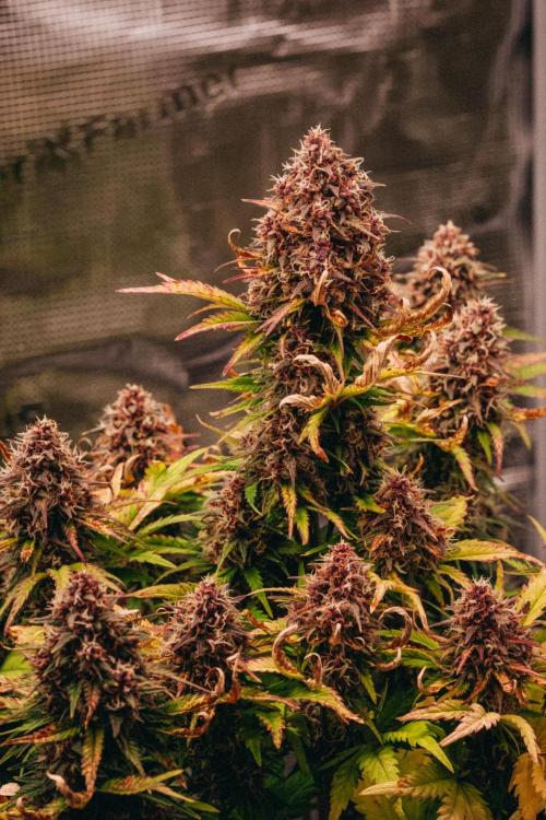 Spring 42 auto. Week 9
