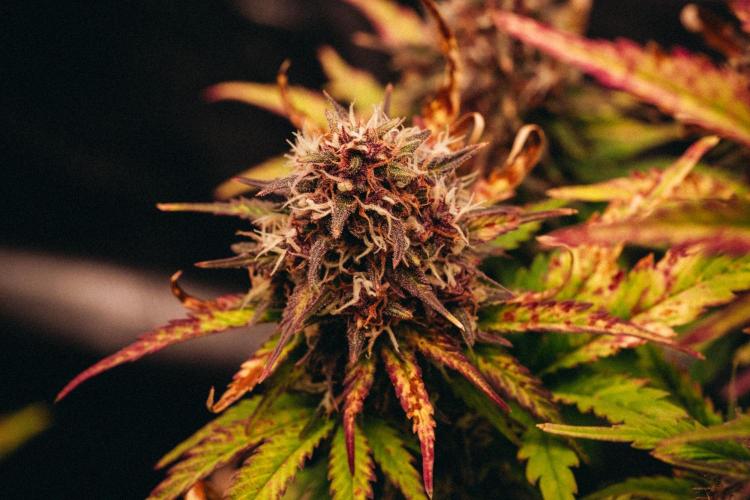 Spring 42 auto. Week 9