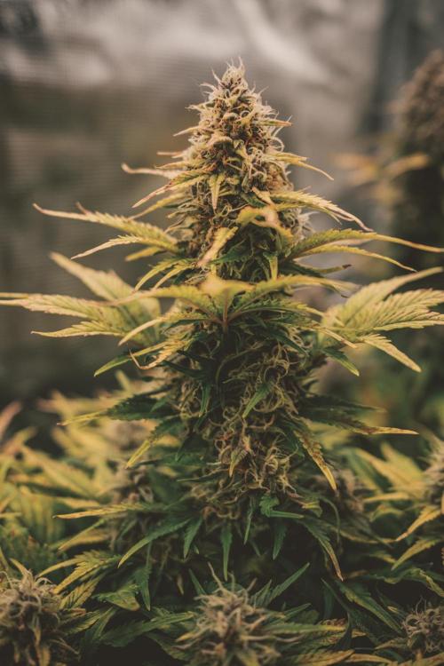 Spring 42 auto. Week 9