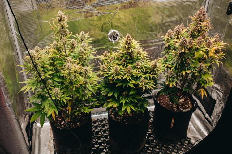 Spring 42 auto. Week 9