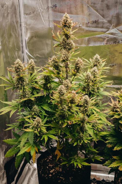 Spring 42 auto. Week 9