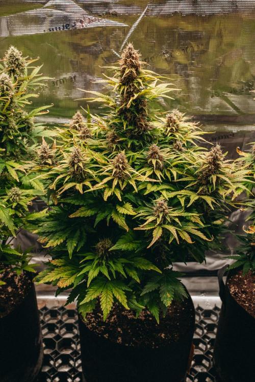 Spring 42 auto. Week 9