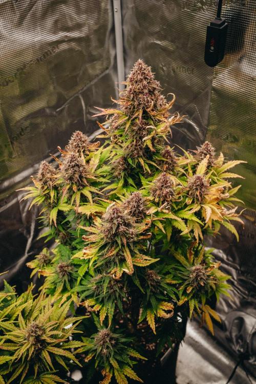 Spring 42 auto. Week 9
