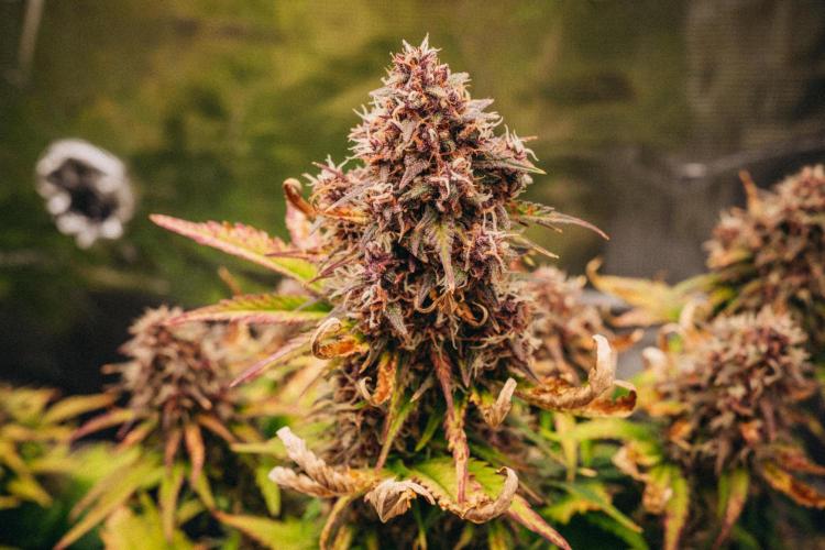 Spring 42 auto. Week 9