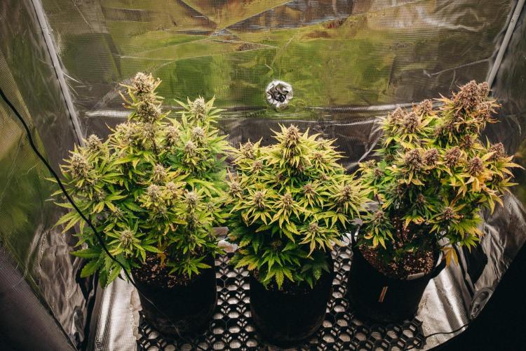 Spring 42 auto. Week 9