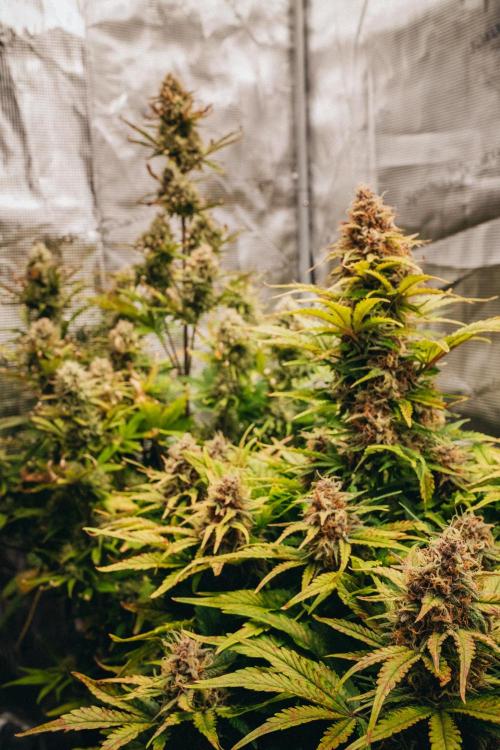 Spring 42 auto. Week 9