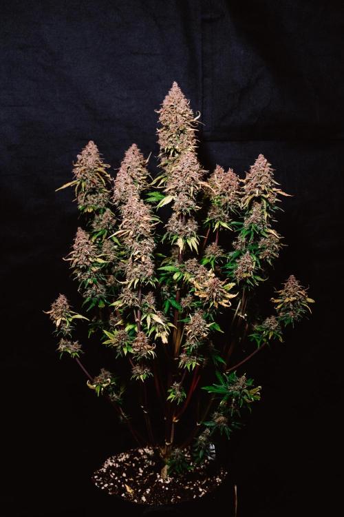 Spring 42 auto. Week 10 - Banana Purple Punch RF3