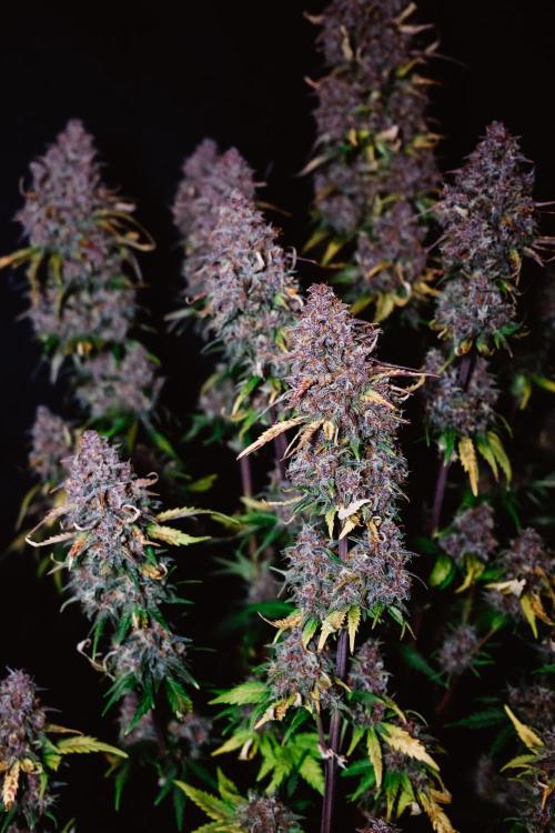 Spring 42 auto. Week 10