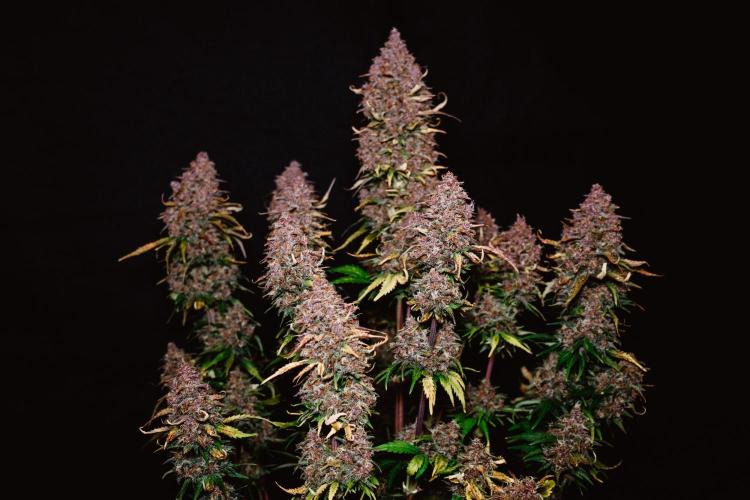 Fast Buds - Z-Up Auto door GUGU_choices