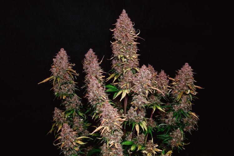 Spring 42 auto. Week 10