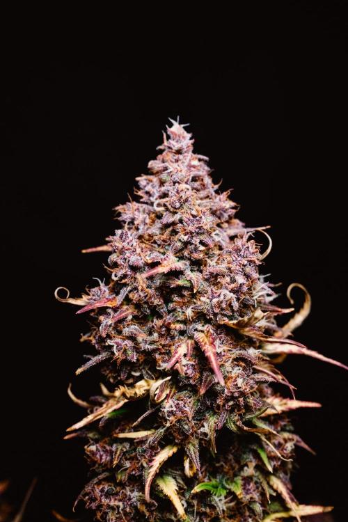 Spring 42 auto. Week 10 - Banana Purple Punch RF3