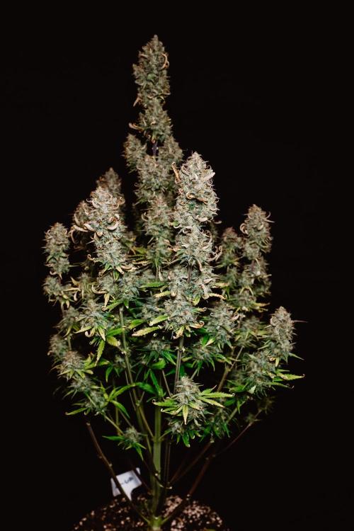 Spring 42 auto. Week 10 - Z-Up