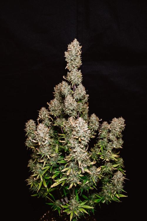 Spring 42 auto. Week 10