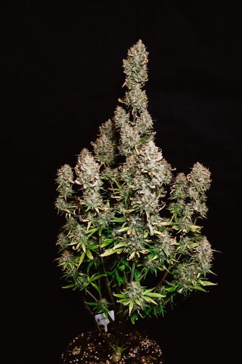 Spring 42 auto. Week 10