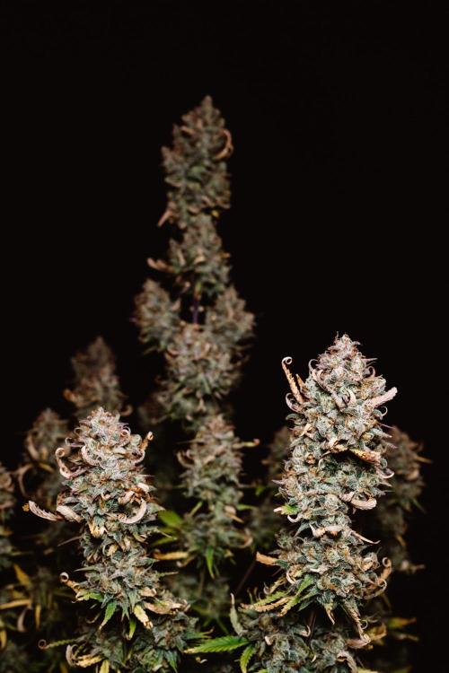 Spring 42 auto. Week 10
