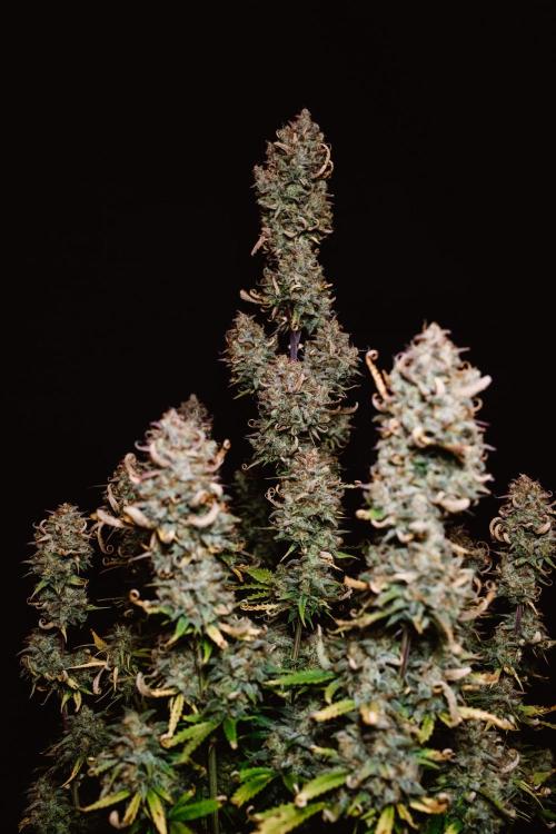 Spring 42 auto. Week 10