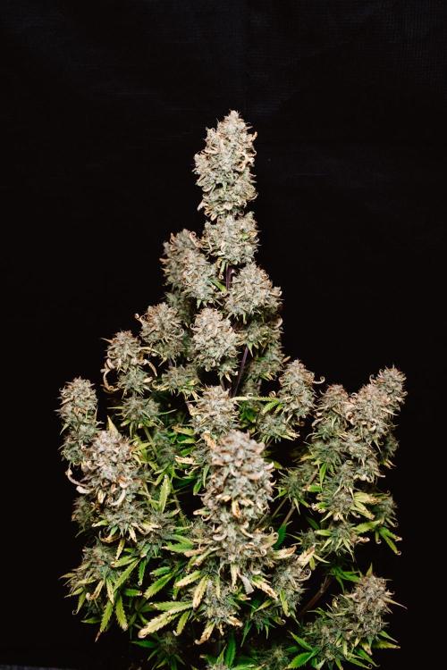 Spring 42 auto. Week 10