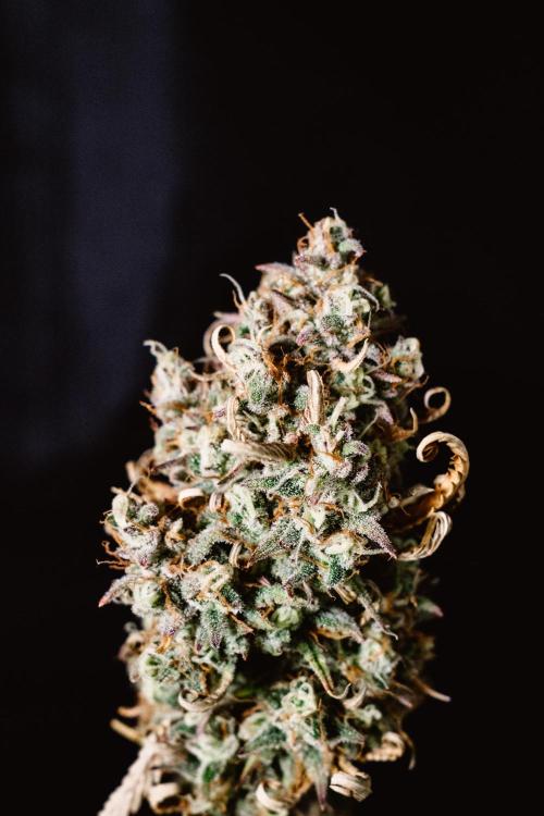 Spring 42 auto. Week 10 - Z-Up