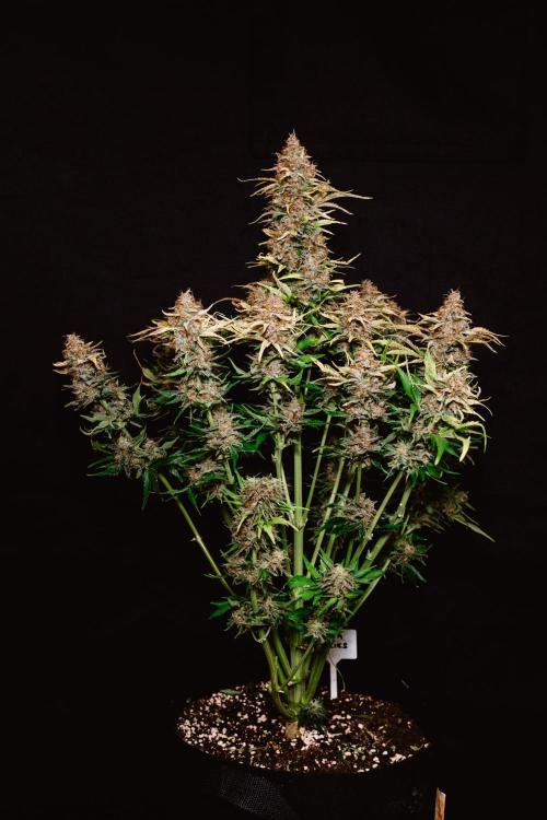 Spring 42 auto. Week 10 - Papaya Cookies 