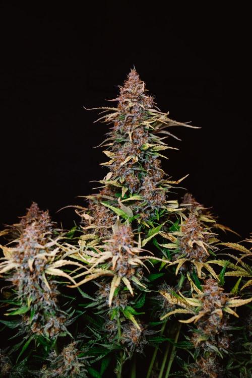 Spring 42 auto. Week 10