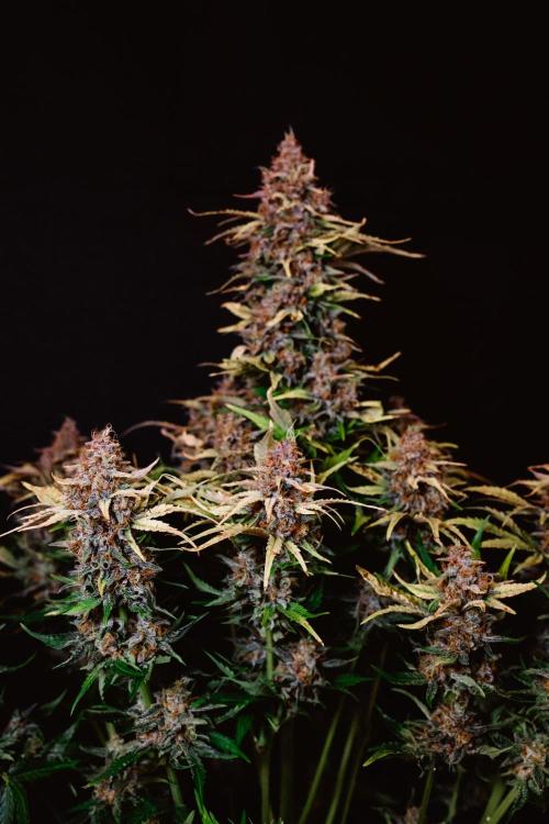 Spring 42 auto. Week 10