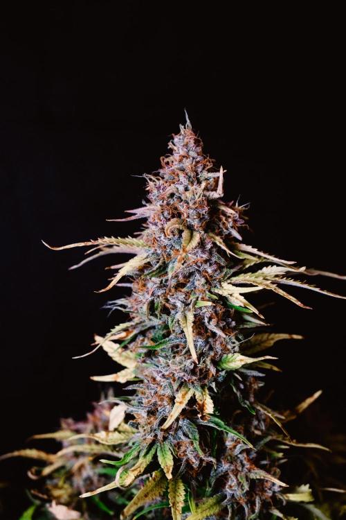 Spring 42 auto. Week 10 - Papaya Cookies 