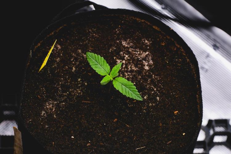 Jack Herer original genetics. Week 1