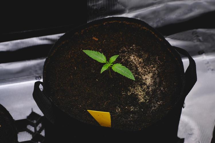 Jack Herer original genetics. Week 1