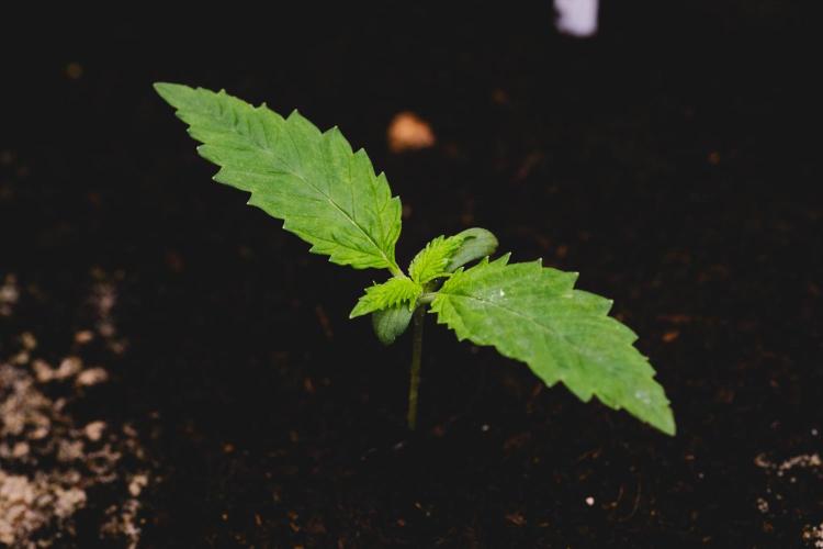 Jack Herer original genetics. Week 1